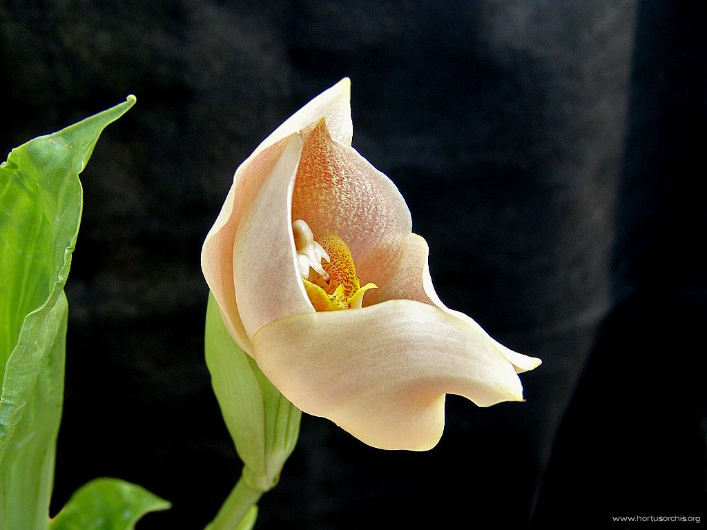 Anguloa brevilabris