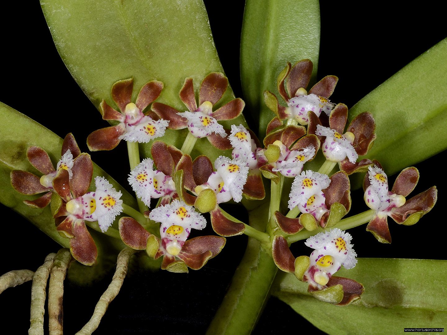 Gastrochilus acutifolius 2