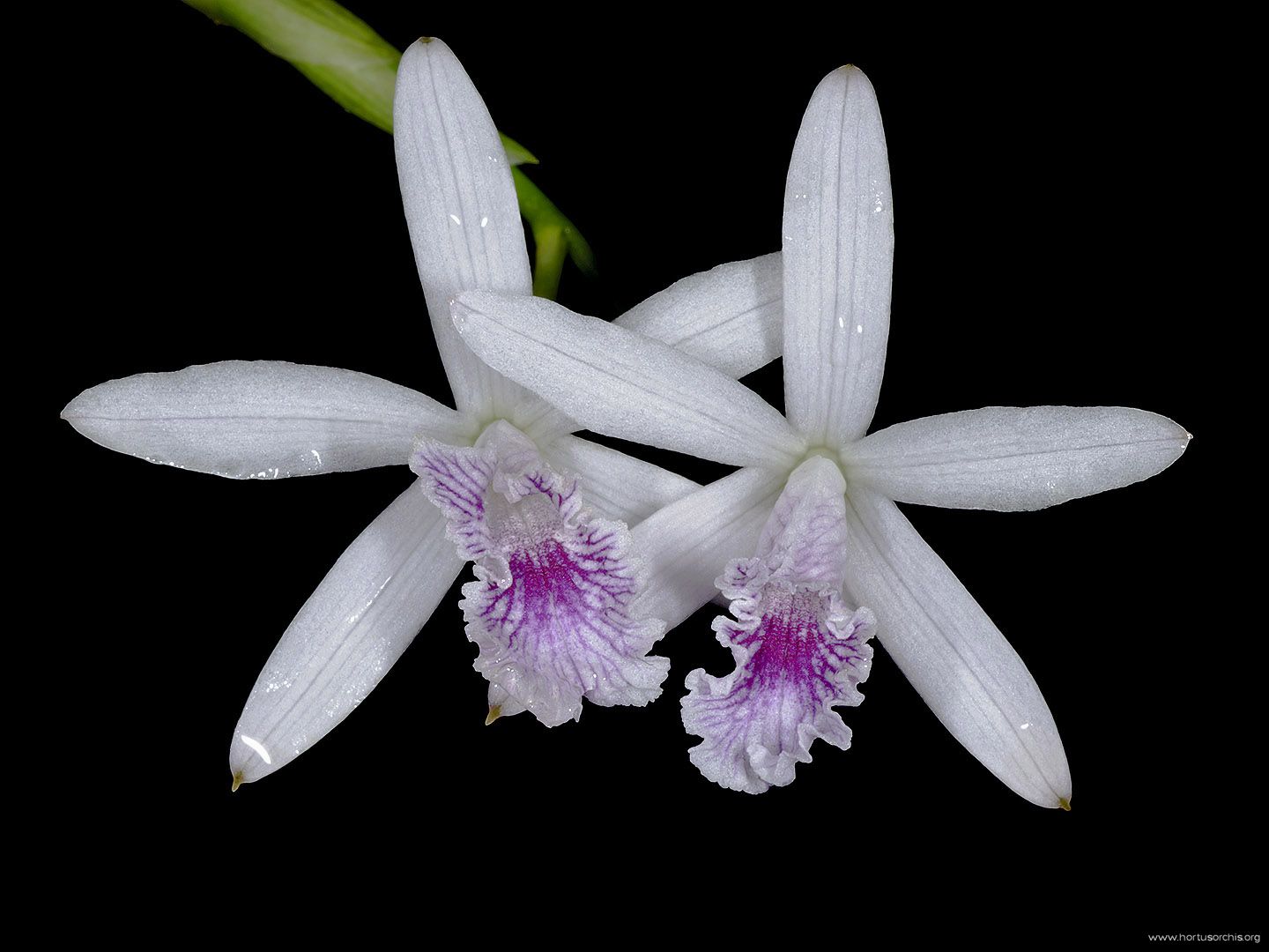 y63597p Laelia lundii