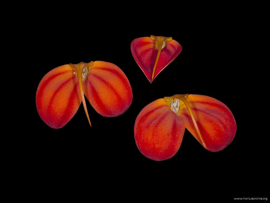 Masdevallia ignea