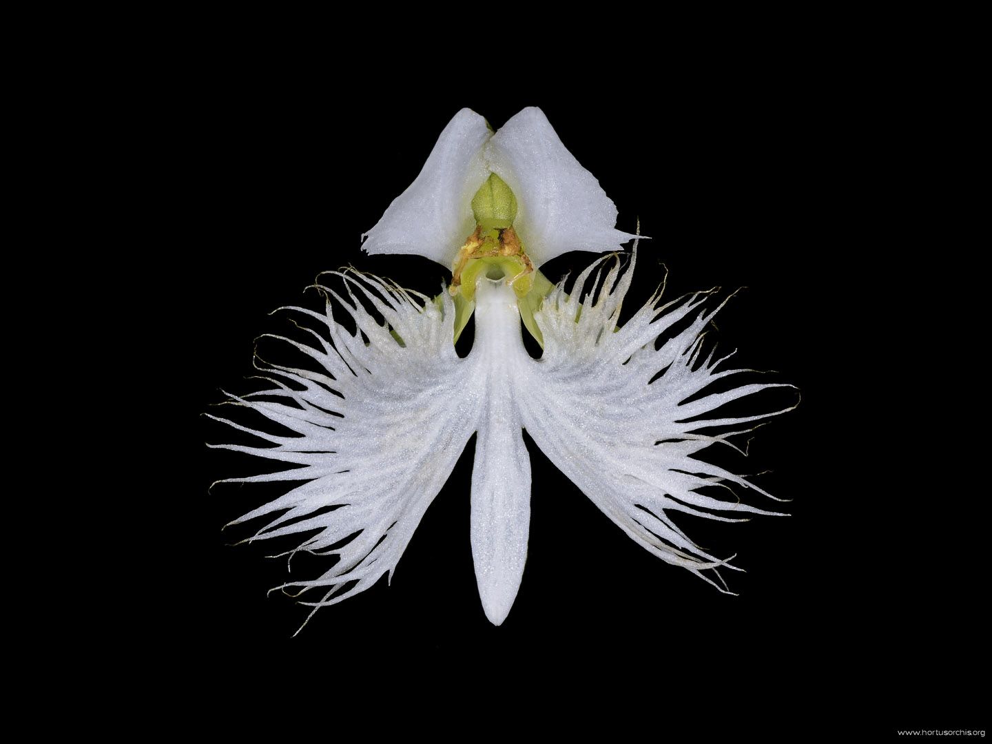 Pecteilis radiata