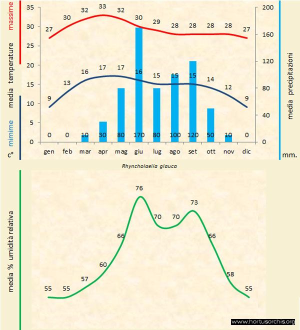 Rhyncholaelia glauca b gr it