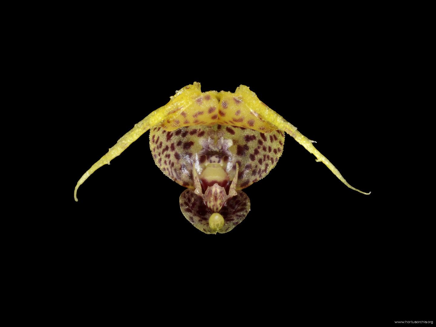 Scaphosepalum rapax