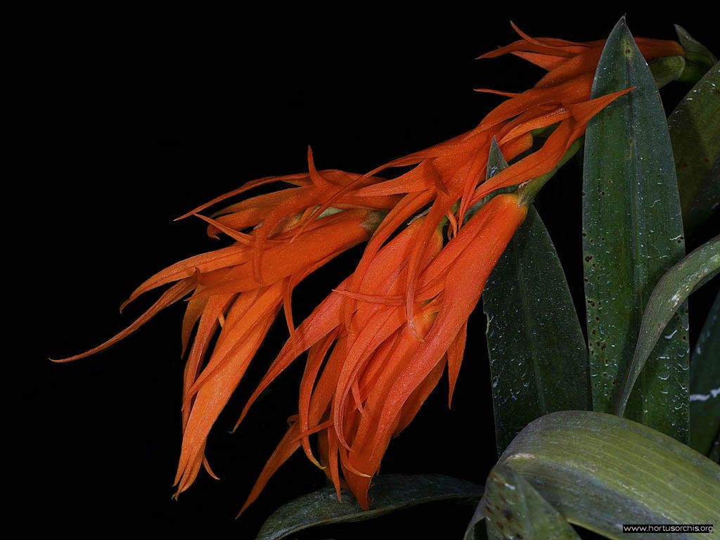 Ada aurantiaca