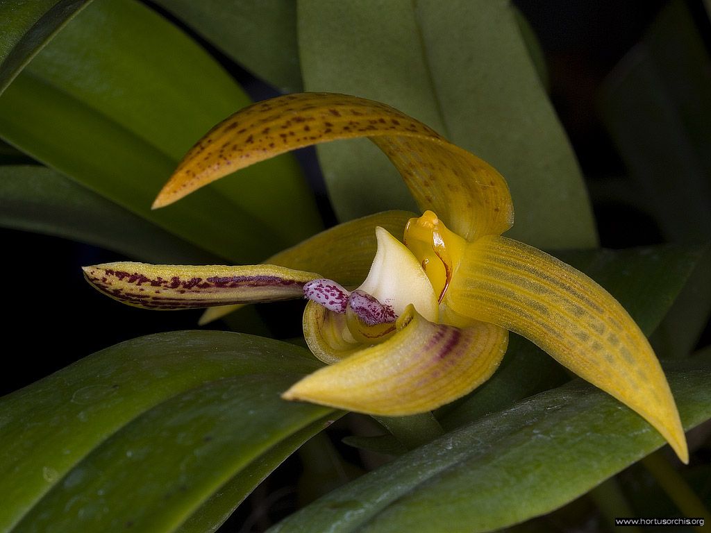 Bulbophyllum dearei