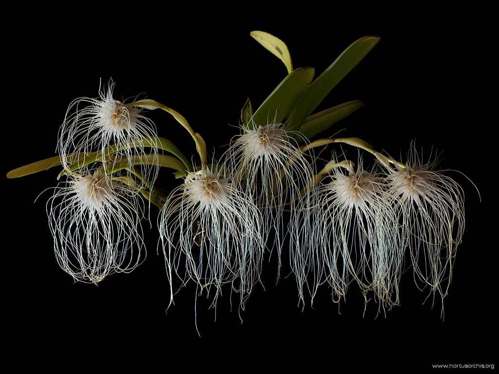 Bulbophyllum medusae