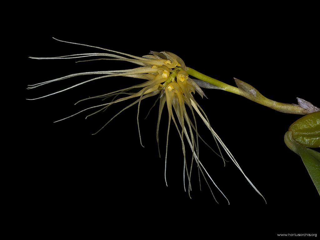 Bulbophyllum vaginatum