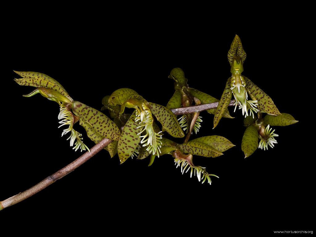 Catasetum barbatum