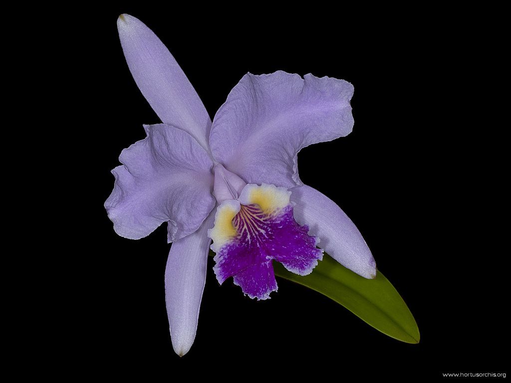 Cattleya labiata