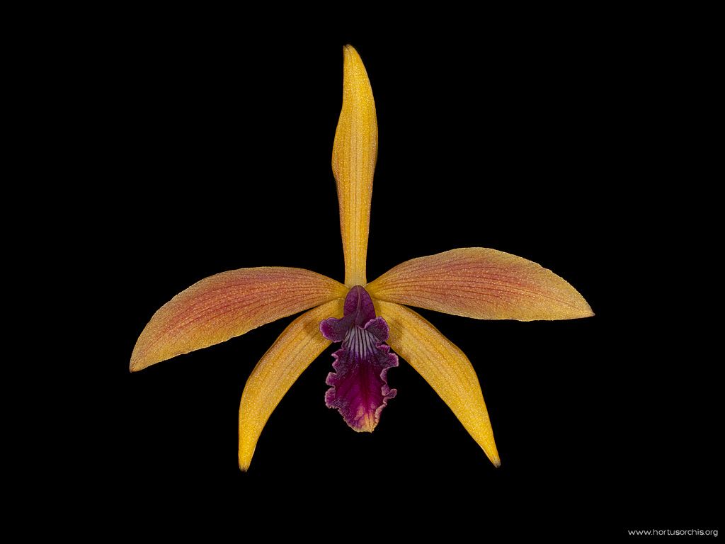 Laelia Latona