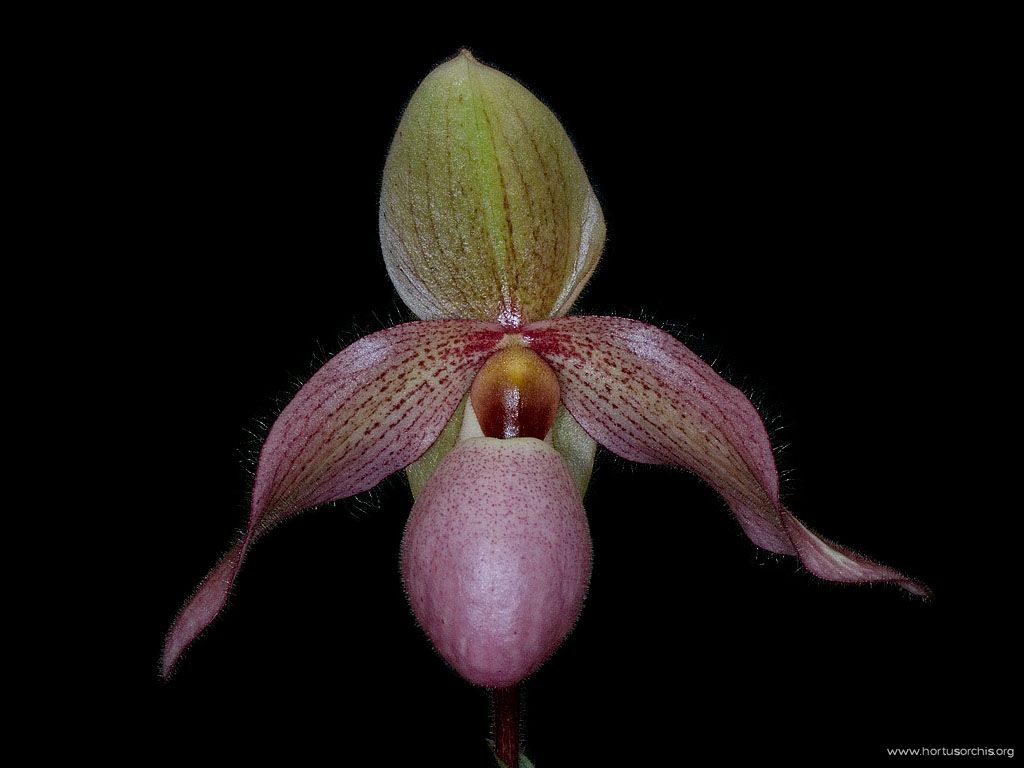 Paphiopedilum Delophyllum