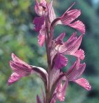 Leggi tutto: Anacamptis papilionacea