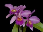 Leggi tutto: Cattleya B.Terzi