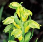 Leggi tutto: Chamorchis alpina