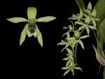 Leggi tutto: Coelogyne Burfordiense