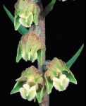 Leggi tutto: Epipactis microphylla