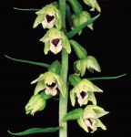 Leggi tutto: Epipactis muelleri