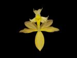 Leggi tutto: Epidendrum catillus