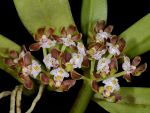 Leggi tutto: Gastrochilus acutifolius