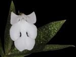 Leggi tutto: Habenaria carnea