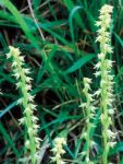 Leggi tutto: Herminium monorchis