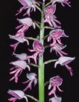 Leggi tutto: Orchis militaris