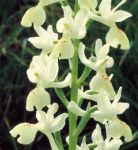 Leggi tutto: Orchis provincialis