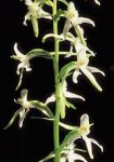 Leggi tutto: Platanthera bifolia