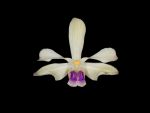 Leggi tutto: Vanda coerulescens