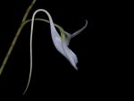 Leggi tutto: Angraecum leonis