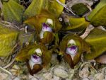 Leggi tutto: Bifrenaria tetragona