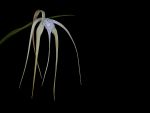 Leggi tutto: Brassavola cucullata