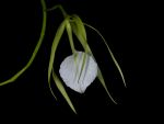 Leggi tutto: Brassavola nodosa