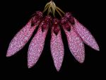 Leggi tutto: Bulbophyllum dentiferum