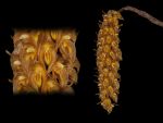 Leggi tutto: Bulbophyllum sicyobulbon