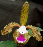 Leggi tutto: Cattleya granulosa