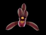 Leggi tutto: Cymbidium aloifolium