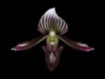 Leggi tutto: Paphiopedilum barbatum